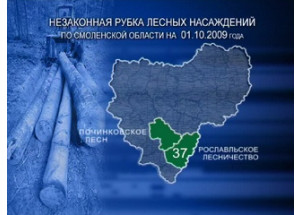 незаконные порубки леса - фото - 1