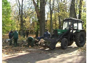 в смоленском парке Блонье вместо спиленных гнилых деревьев посадят новые - фото - 1