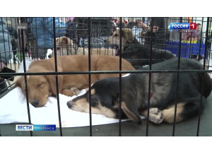 в Смоленске состоится новая выставка-раздача бездомных животных - фото - 1