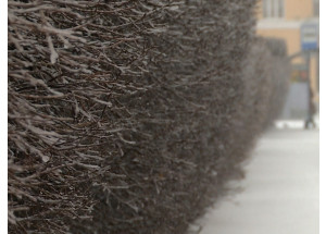 на Смоленщине сохранится морозная и снежная погода - фото - 1