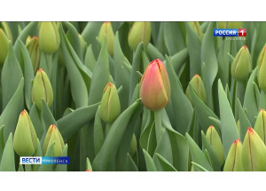 смолянам рассказали правила выбора свежих тюльпанов к 8 марта - фото - 1