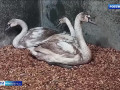 расправили крылья. В Смоленской области трех спасенных лебедей выпустили на волю - фото - 1