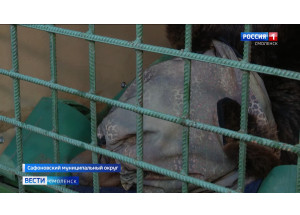 «спасти Машу». Печально известную смоленскую медведицу забрали из вольера придорожного кафе - фото - 1