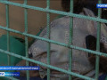 «спасти Машу». Печально известную смоленскую медведицу забрали из вольера придорожного кафе - фото - 1