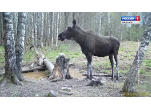 фотоловушка «Смоленского Поозерья» запечатлела лосей на солонце - фото - 1