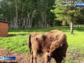 в Смоленском Поозерье объявили конкурс на лучшую кличку для новорождённой зубрицы - фото - 1