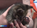 более полусотни животных из смоленских приютов искали новый дом на выставке «Путь домой» - фото - 1