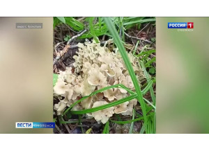 в «Смоленском Поозерье» заметили редкий исчезающий «гриб-баран» - фото - 1