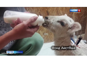смоляне спасли сбитого на трассе ягненка - фото - 1