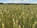 в Смоленской области идёт полным ходом уборочная кампания - фото - 1