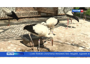 белохвостый орлан, спасённый в Смоленске, отправляется в путешествие в Карелию - фото - 1