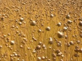 смоленская область уверенно возвращает себе статус главной льняной столицы России - фото - 1
