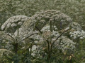 на 42 участках в Смоленской области обнаружили заросли борщевика - фото - 1