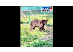 смоленская медведица Маша впервые вышла в просторный вольер - фото - 1