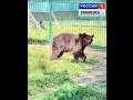 смоленская медведица Маша впервые вышла в просторный вольер - фото - 1