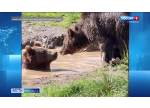 у спасенной на Смоленщине медведицы появляются новые друзья - фото - 1