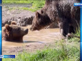 у спасенной на Смоленщине медведицы появляются новые друзья - фото - 1