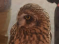 в Смоленске хищную птицу изъяли у незаконных владельцев - фото - 1