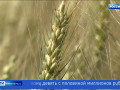 смоленская область получит дополнительную финансовую поддержку агрострахования - фото - 1