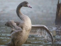 волонтёры хотят спасти Лебедя в Смоленском Поозерье - фото - 1