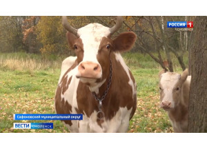 в сельском хозяйстве Смоленской области набирает обороты программа «Социальный контракт» - фото - 1